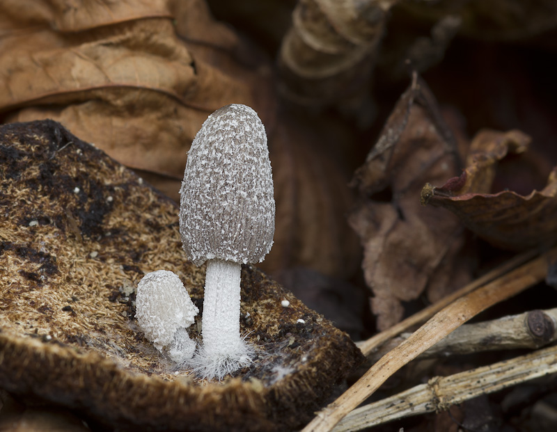 Coprinus goudensis